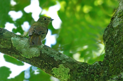 FLAUTIM (Schiffornis virescens)